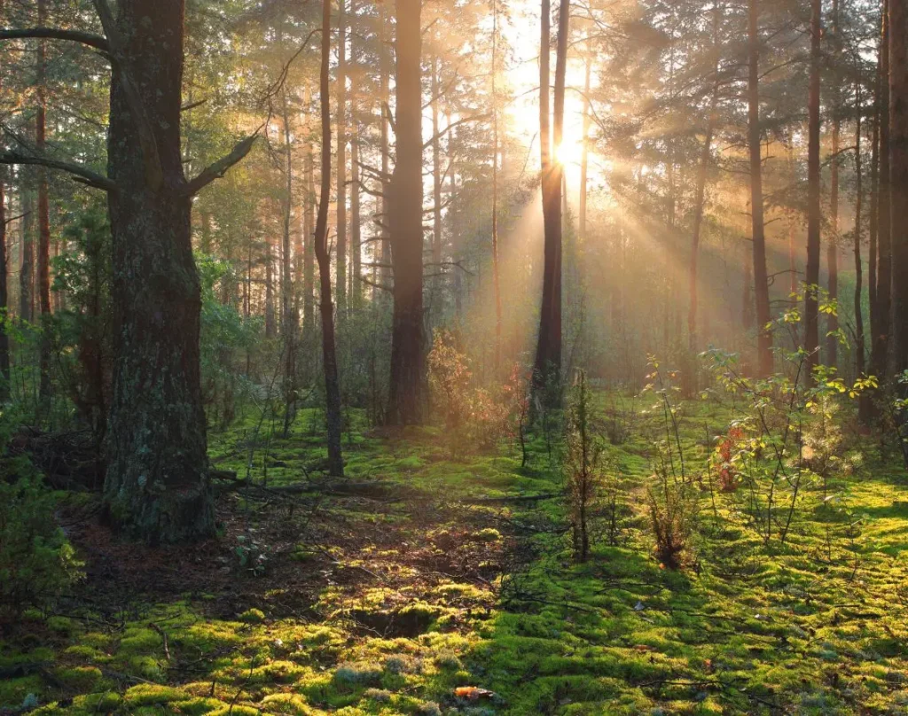 Sonnenstrahlen fallen durch einen grünen Wald und beleuchten den moosbedeckten Waldboden