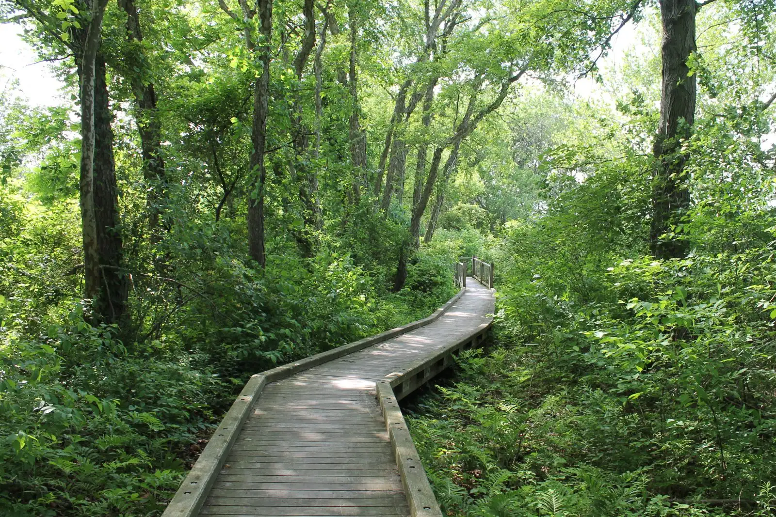 Holzsteg führt durch einen grünen Wald