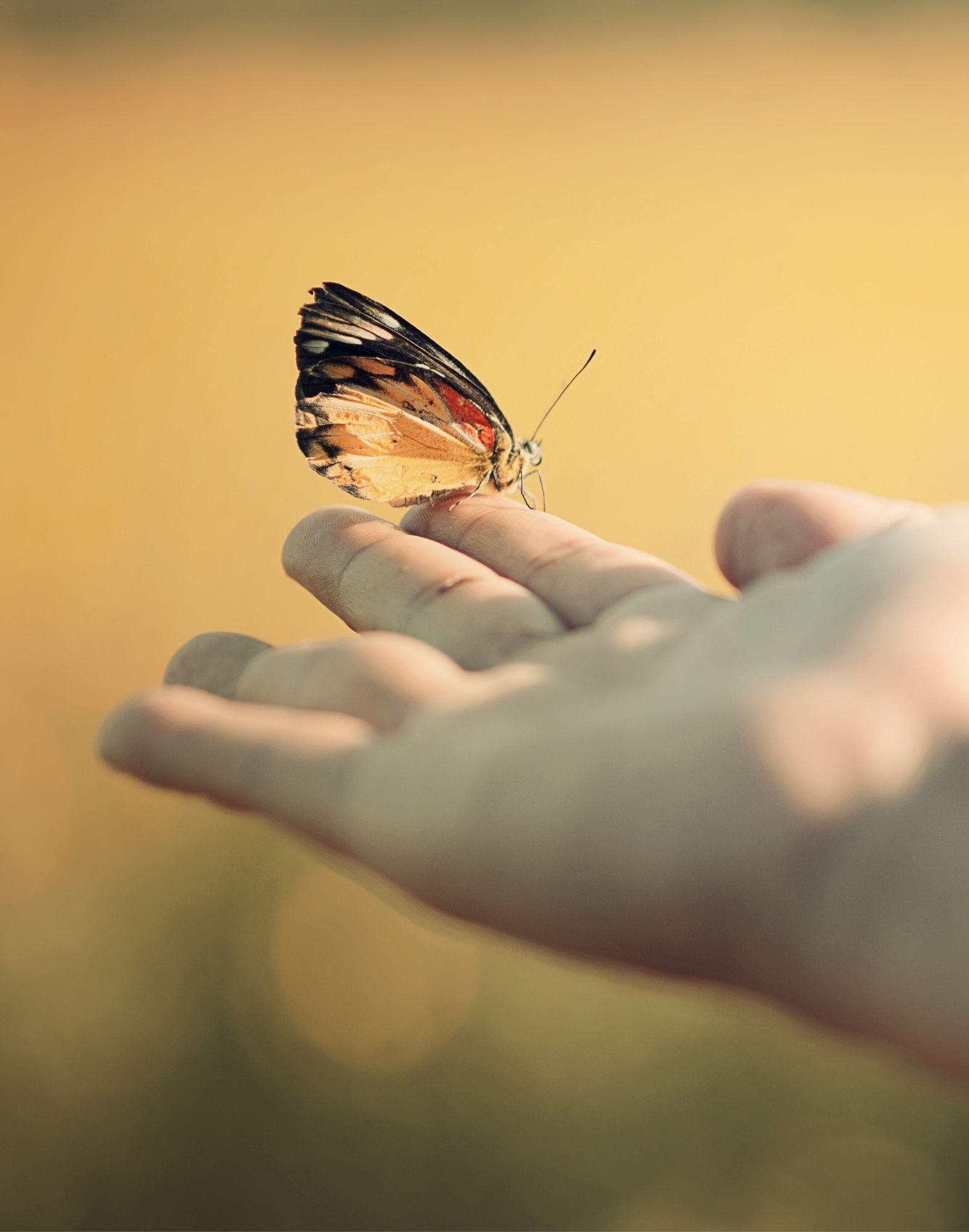 Schmetterling sitzt auf einer geöffneten Hand als Symbol für Vertrauen und Leichtigkeit – Coaching für Angehörige von Menschen mit Behinderung