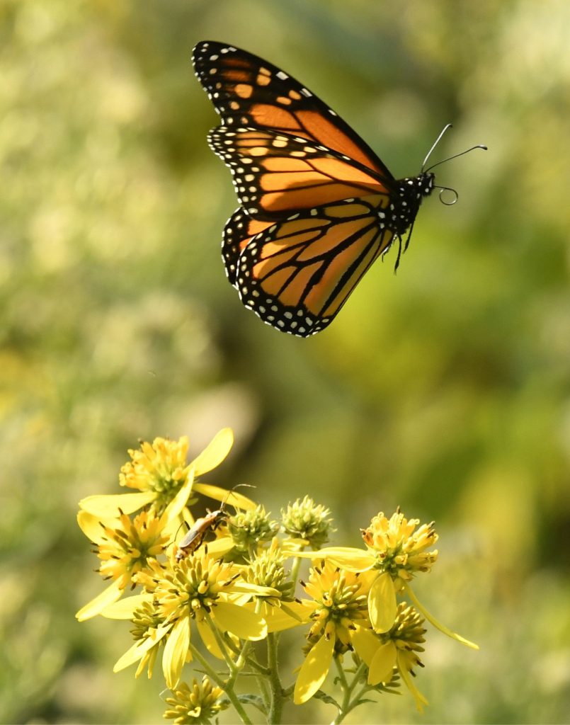 Orange-schwarzer Schmetterling über gelben Blüten als Symbol für Transformation und neue Energie – Energieheilung in Chemnitz