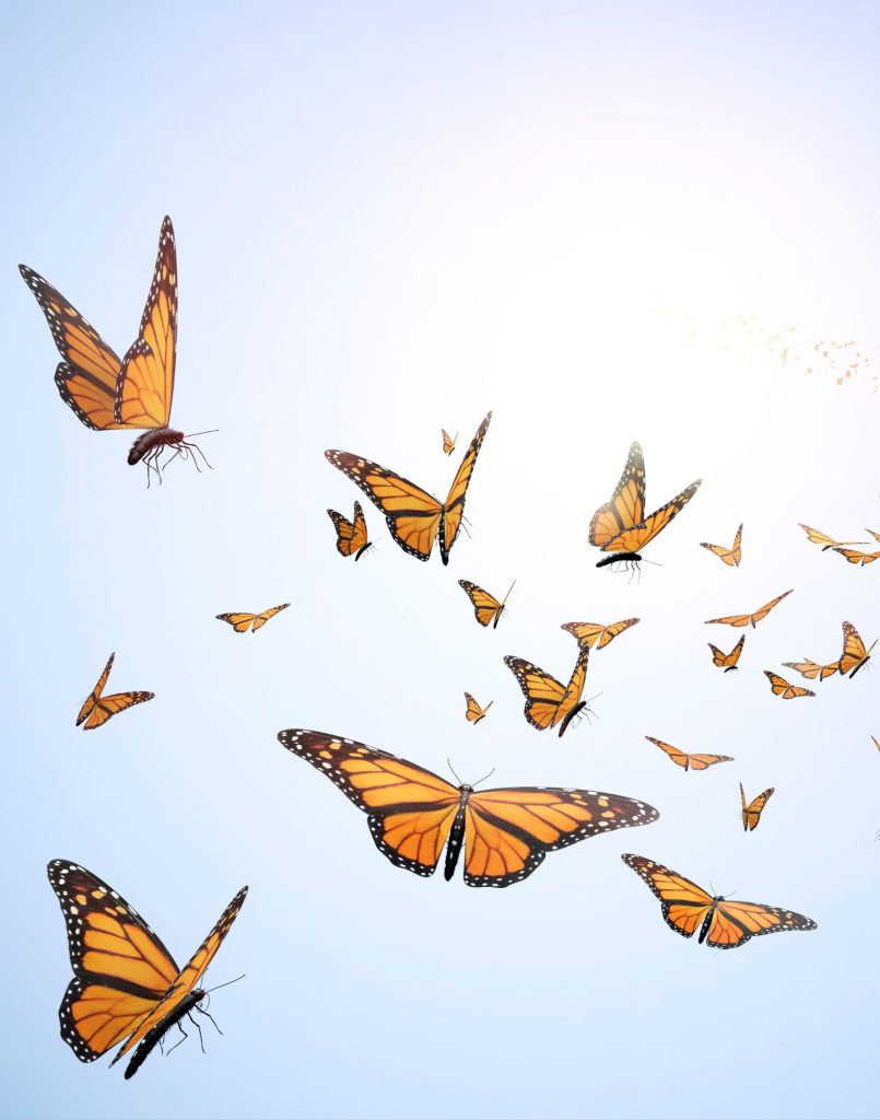 Fliegende Schmetterlinge als Symbol für Veränderung und neue Leichtigkeit beim Coaching für Mitarbeitende in sozialen Einrichtungen.